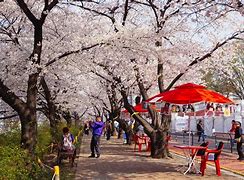 Image result for Yeouido Park Spring