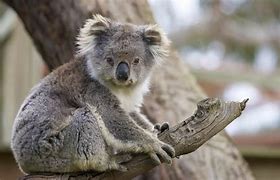 Image result for What Does a Koala Look Like