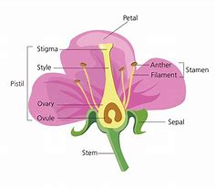 Image result for Science Flower Preschool