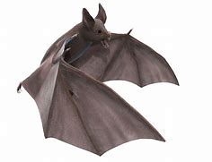 Image result for Bat Clip Art 3D