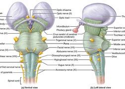 Image result for What Does a Brain Stem Look Like