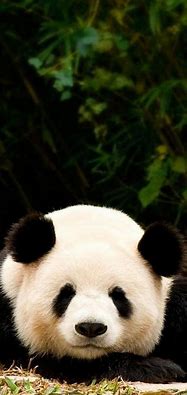 Image result for Cute Panda iPhone Wallpaper