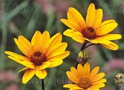 Image result for Heliopsis helianthoides Summer Nights