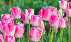 tulipani fiori tulipani come coltivarli in casa leitv tulipani fiori tulipani come coltivarli in casa leitv
