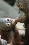 Image result for Apes Kissing