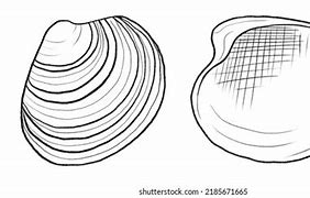 Image result for Venus Clam