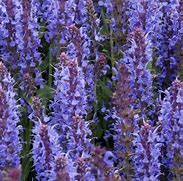 Image result for Salvia nemorosa Blauhügel