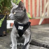 Image result for Jackson Galaxy Cat Backpack