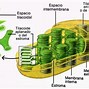 Image result for cloroplasto