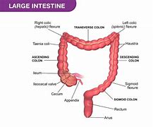 Image result for Large Intestine Gross Anatomy