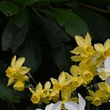 Image result for Narcissus Yellow Sailboat