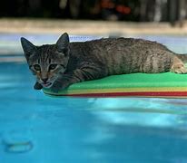 Image result for Cat Floating Image Free