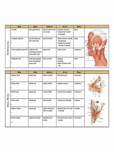 Muscle Chart 5 Free Templates In Pdf Word Excel Download