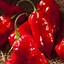 Image result for Spiciness Scale