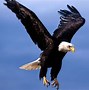 Image result for Eagle Birds Flying