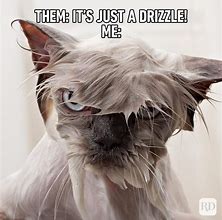 Image result for Super Funny Clean Cat Memes