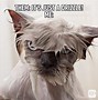 Image result for Cat No Ears Meme