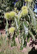 Image result for Castanea sativa