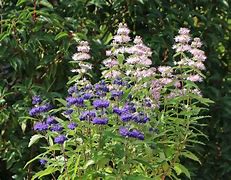 Image result for Caryopteris clandonensis Pink Perfection