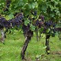 Image result for Grapevine by a Tree