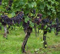 Image result for Grapevine by a Tree