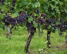 Image result for Large Vines