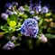 Image result for California Lilac