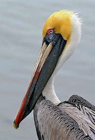 Image result for Pelican Portrait