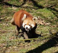 Image result for Cincinnati Zoo Red Panda