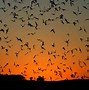 Image result for Bing Images Bats