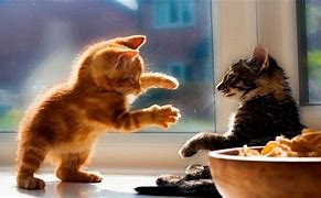 Image result for Funny Cats and Kittens