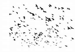 Image result for Flock Raven Camera