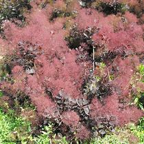 Cotinus coggygria Golden Lady-க்கான படிம முடிவு