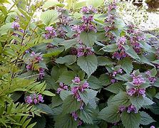 Image result for Lamium orvala