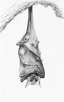 Image result for Bat Pencil Colour Drawing
