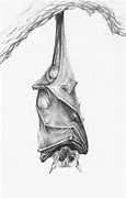 Image result for Pencil Art of Bats Wings