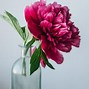 Image result for Peonies Flowers Wallpaper