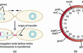 Image result for Plasmid vs Chromosome