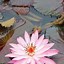 Image result for Lotus Flower Phone Wallpaper