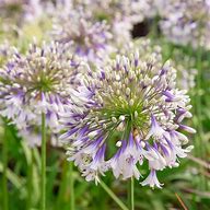 Image result for Agapanthus Fireworks