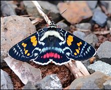 Image result for Moth Colors