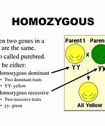 Image result for Homozygous Diagram