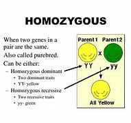 Image result for Homozygous Dominant Symbol