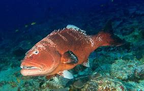 Image result for Biggest Grouper Fish