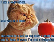 Image result for Vegetable Cat Meme