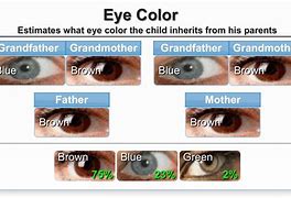 Image result for Genotypes for Eye Color