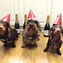 Image result for Funny New Year Dog