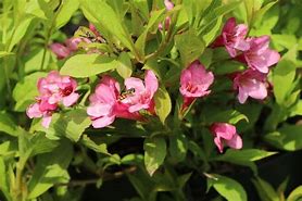 Image result for Weigela Picobella BIANCO