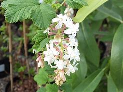 Image result for Ribes sanguineum White Icicle