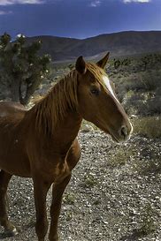 Image result for Wild Horses Running Nature